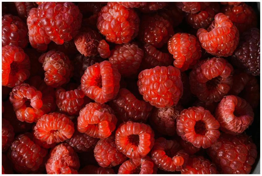 A close-up view of fresh, juicy raspberries showca