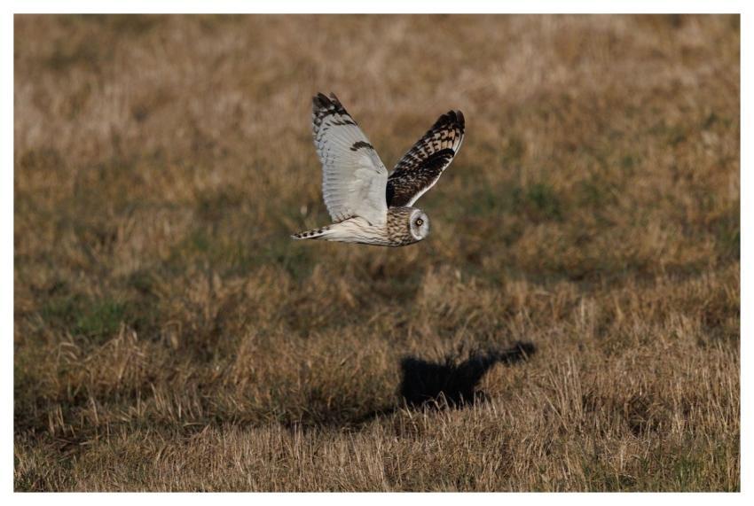 Short-Eared Owl Owl Bird Nature