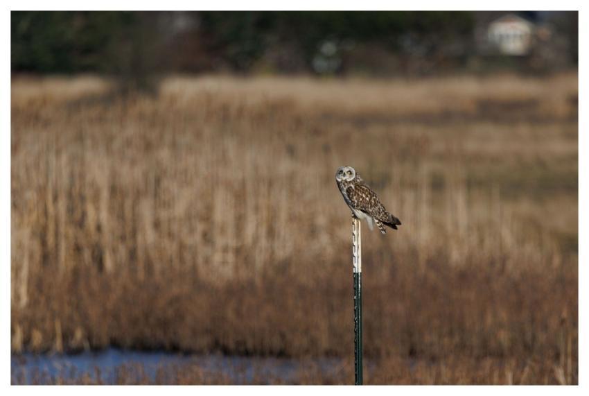 Short-Eared Owl Owl Bird Nature