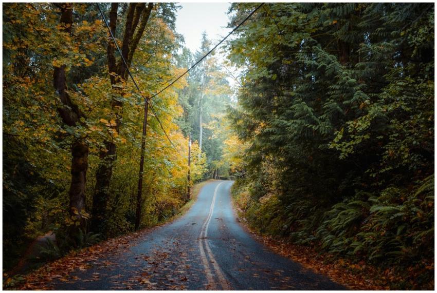 Winding road through vibrant autumn forest in Seat