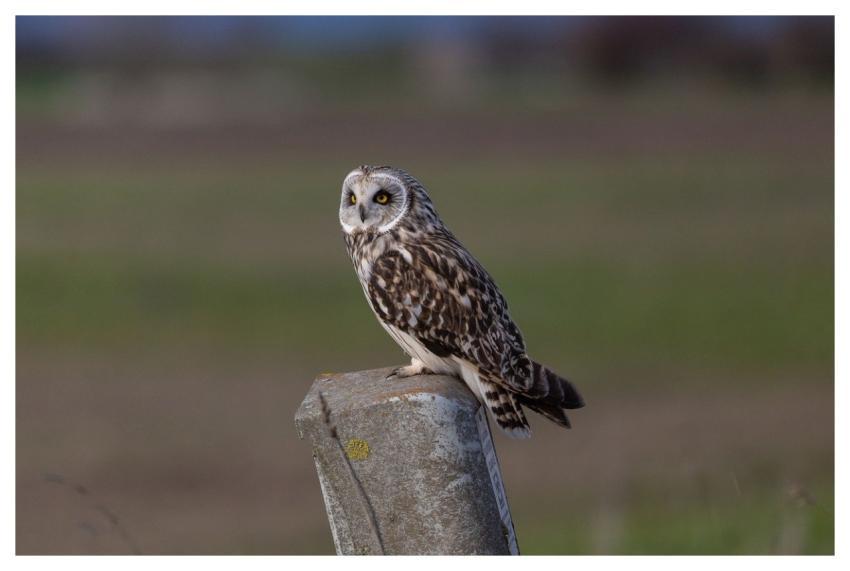 Short-Eared Owl Owl Bird Nature