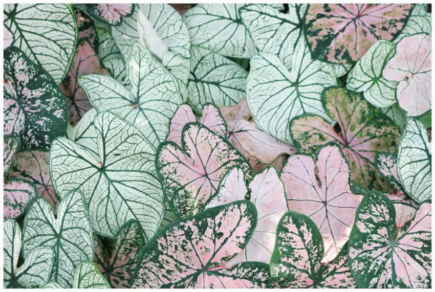 Vibrant caladium leaves showcasing intricate green