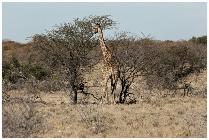 A solitary giraffe feeding on an acacia tree in a