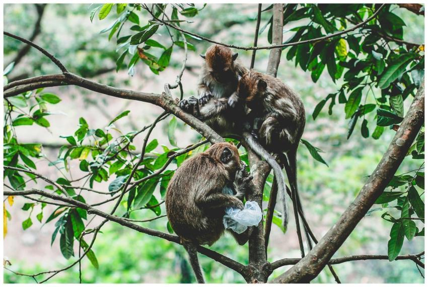 Three long-tailed macaques interact on a tree bran