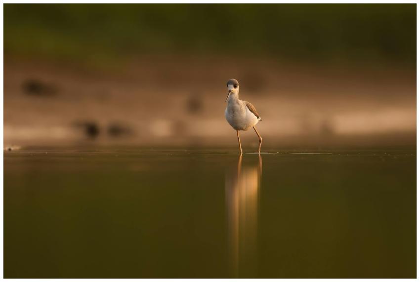 A solitary bird stands gracefully on serene water