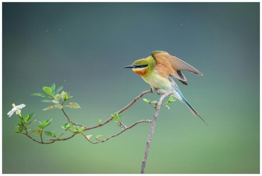 Colorful bee-eater bird perched gracefully on a br