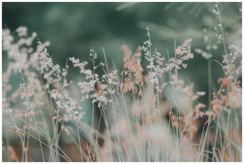 A tranquil meadow featuring delicate grasses in so