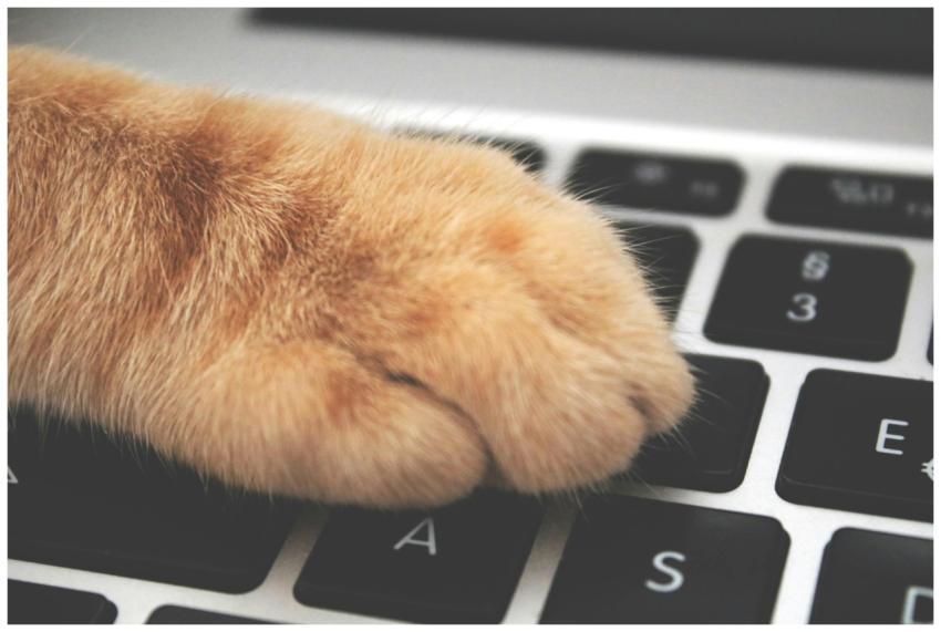 A fluffy orange cat paw rests on a black computer