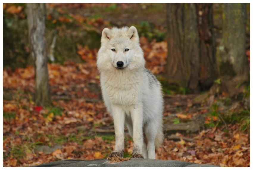 A stunning white wolf stands in a colorful autumn