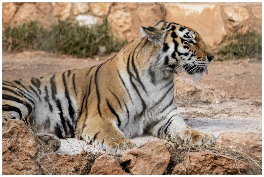 Close-up of a relaxing tiger showcasing its majest
