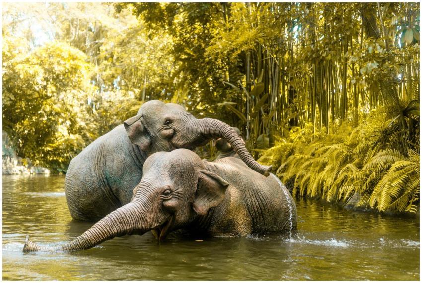 Two Asian Elephants Playfully