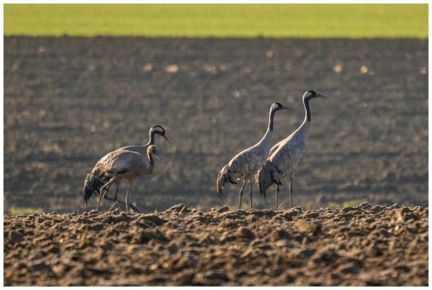 Four Eurasian Cranes Garesnica