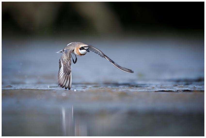 A small shorebird gracefully flying over a calm wa