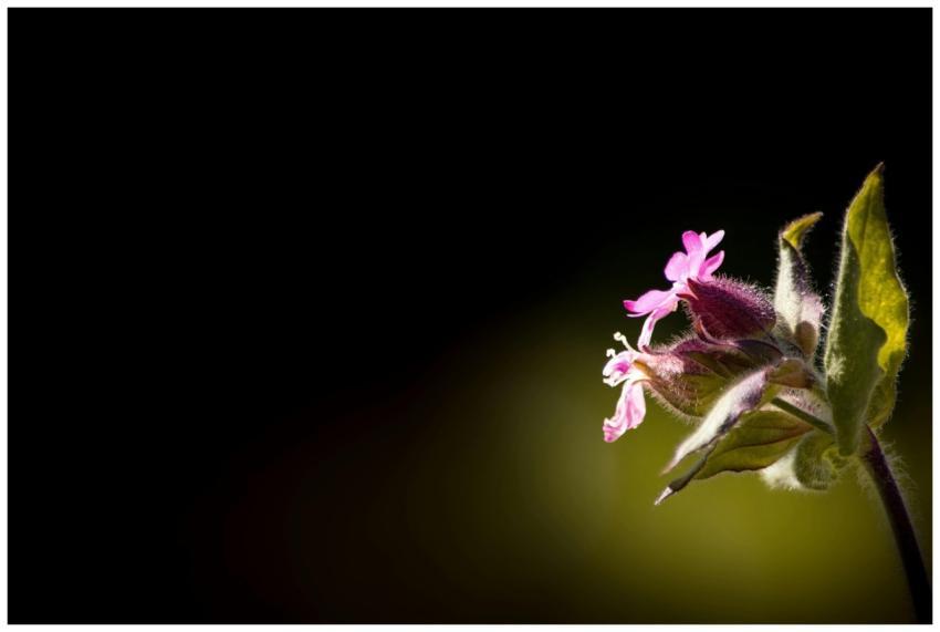 Close-up of a vibrant pink wildflower with leaves