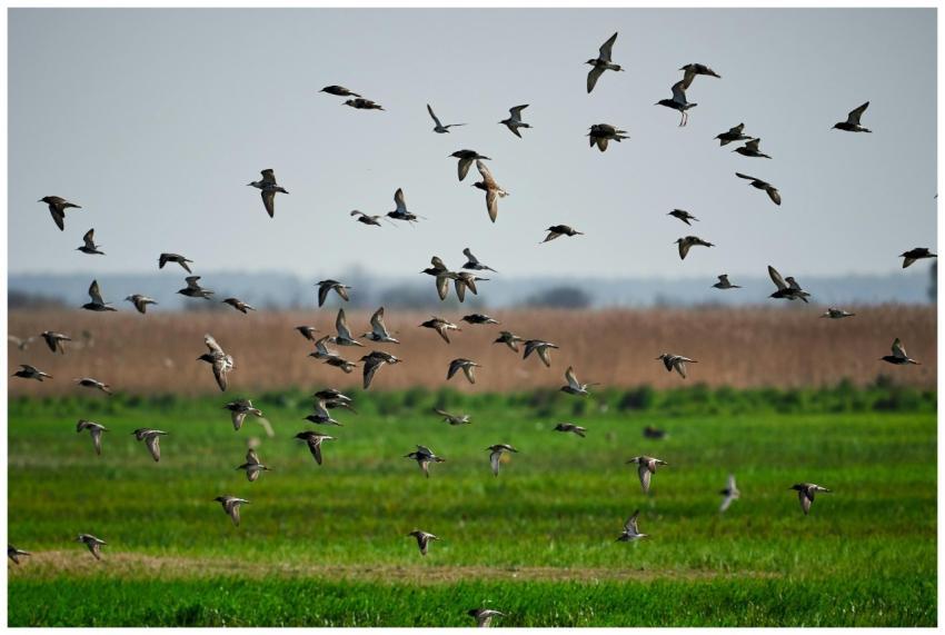 A picturesque scene of a flock of birds flying ove