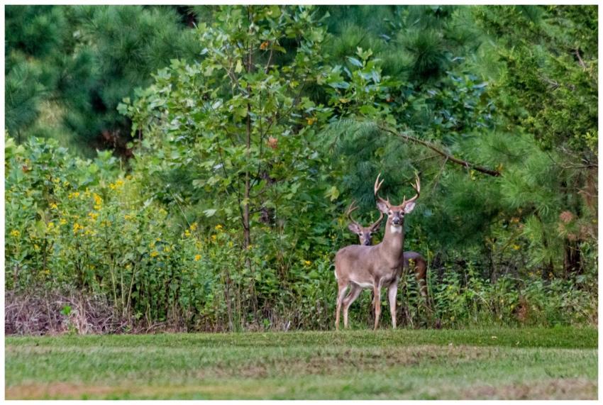 A serene scene of white-tailed deer in a lush Virg