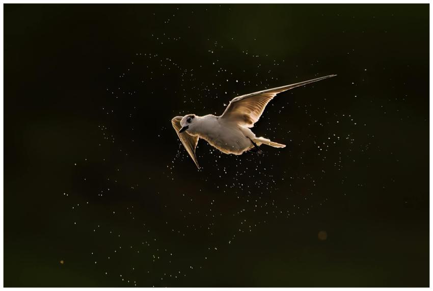 Captured moment of a bird in flight surrounded by