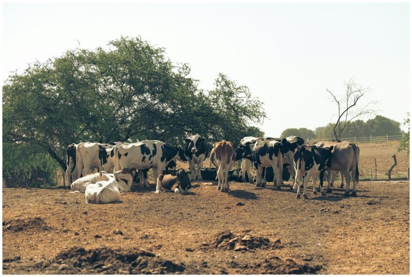 A herd of cows resting and grazing under trees in