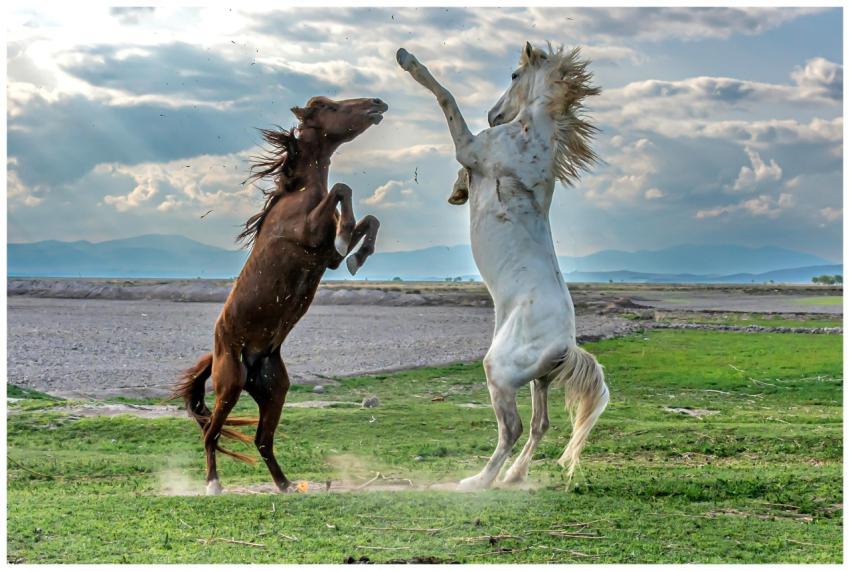 Two horses rearing and fighting in a vibrant green