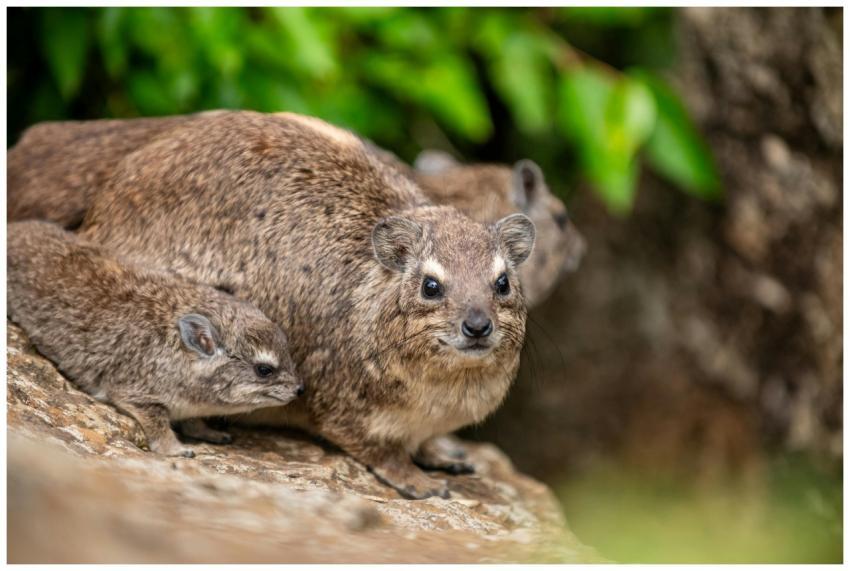 Captivating close-up of a rocky hyrax family in na