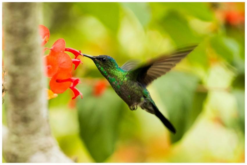 Close-up of a hummingbird feeding on vibrant red f