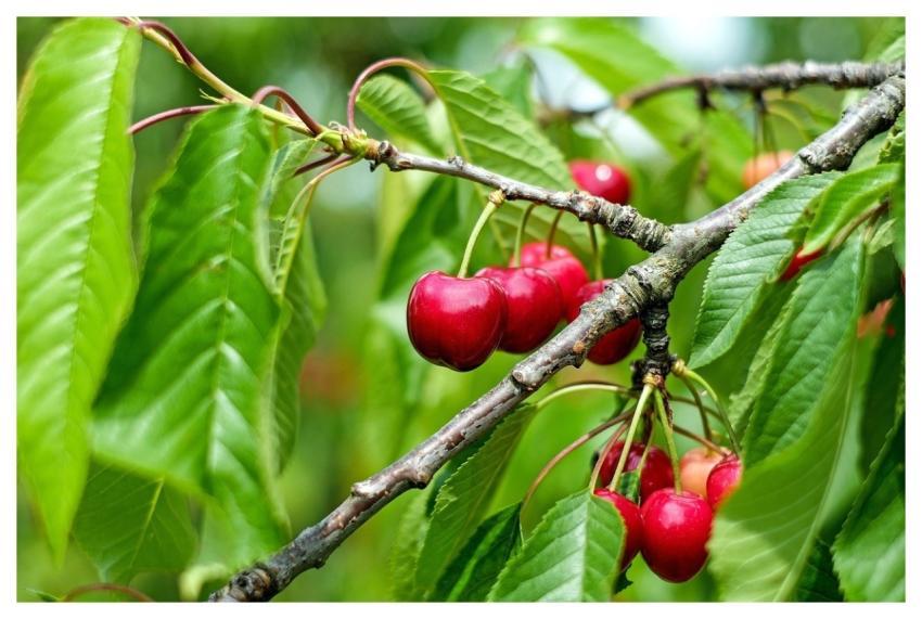 Cherry Fruits Food Fresh