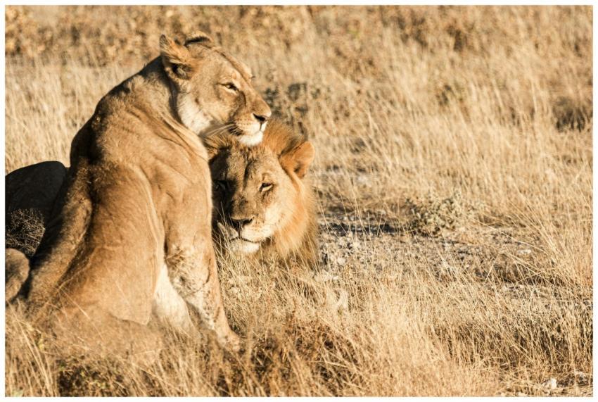 A pair of lions engaged in a tender moment on the