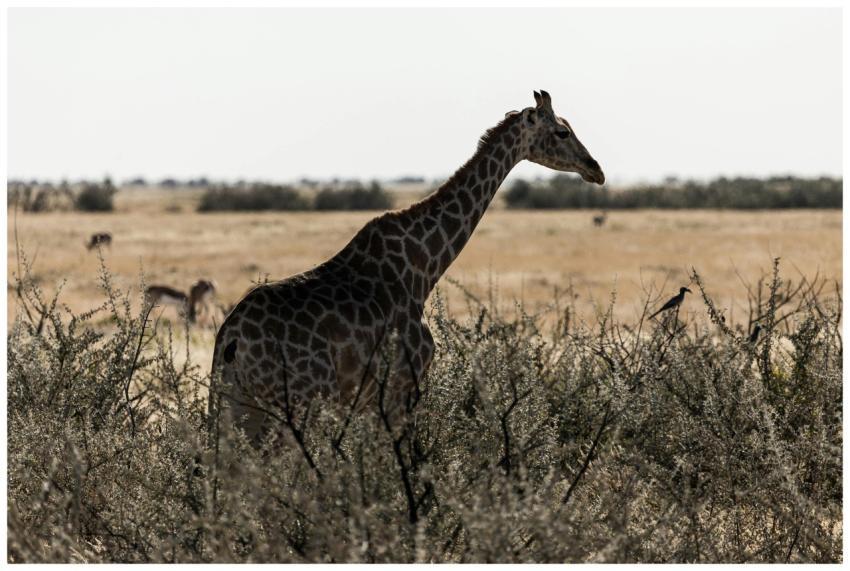A giraffe strolls through the Namibian savannah am