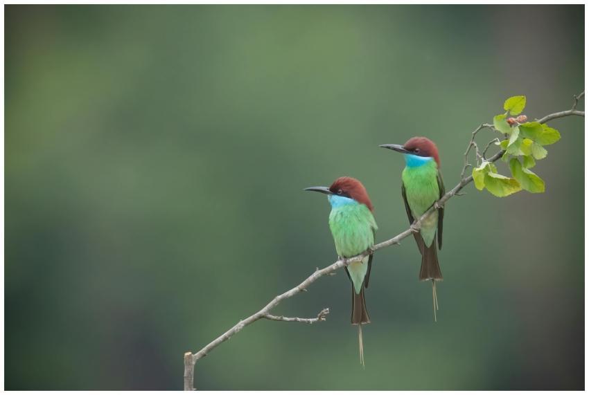 Two vibrant Blue-Throated Bee-Eaters perched on a
