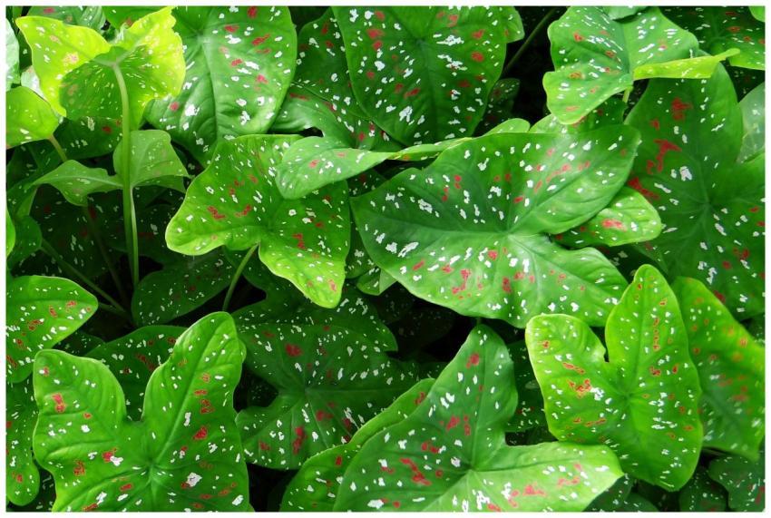A collection of vibrant caladium leaves with strik