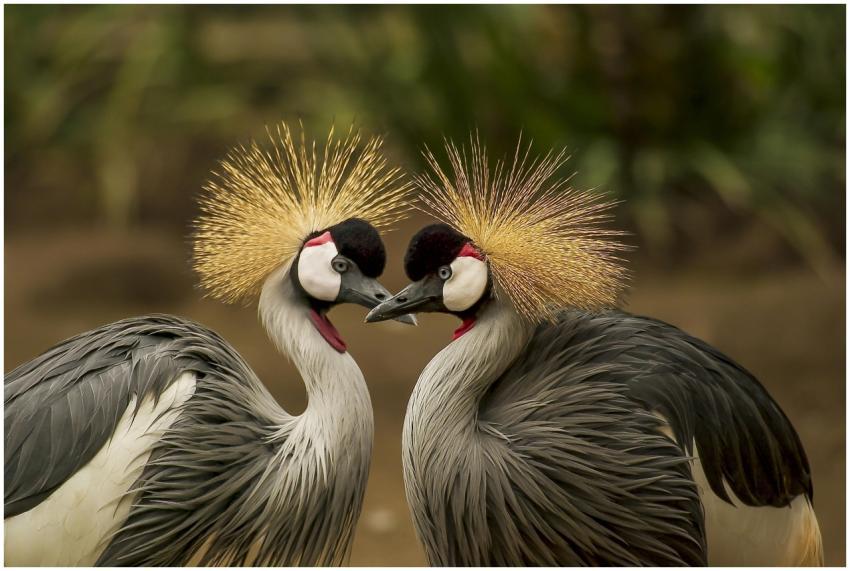 A close-up of two grey crowned cranes displaying e
