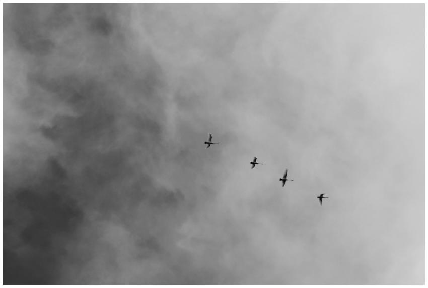 A striking minimalist black and white photo of bir