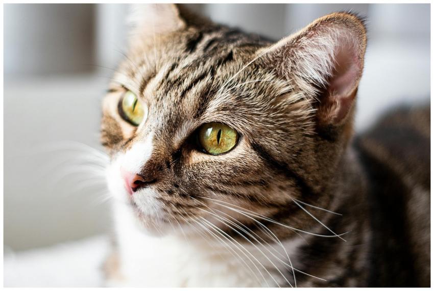 A charming close-up portrait of a tabby cat with s