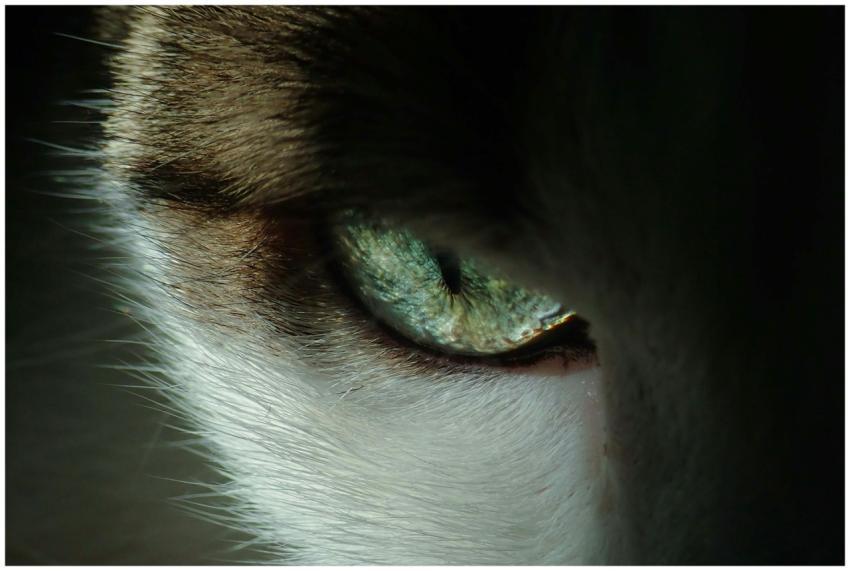 Intense close-up of a cat's eye showing detailed t