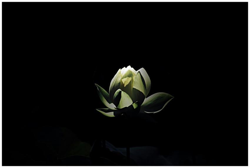 A serene lotus flower in partial bloom illuminated