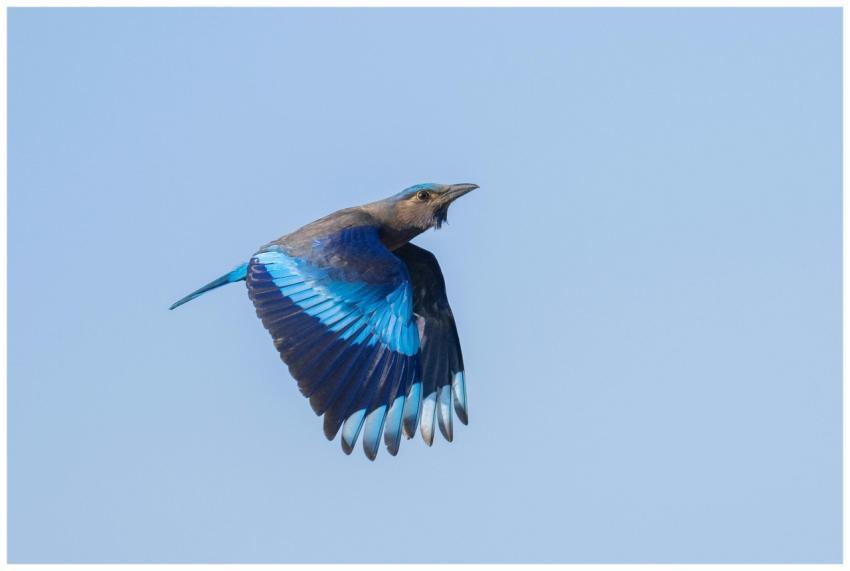 Captivating image of an Indian Roller gracefully s