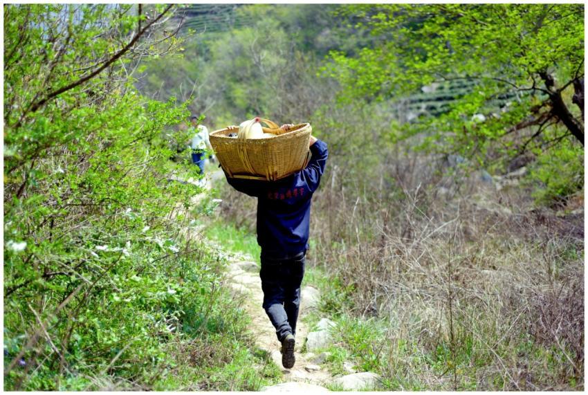 Rural Worker Carrying Basket