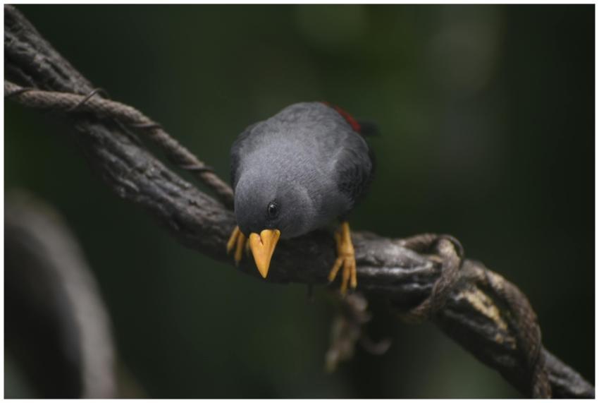 A vibrant bird with a striking beak perched on a t