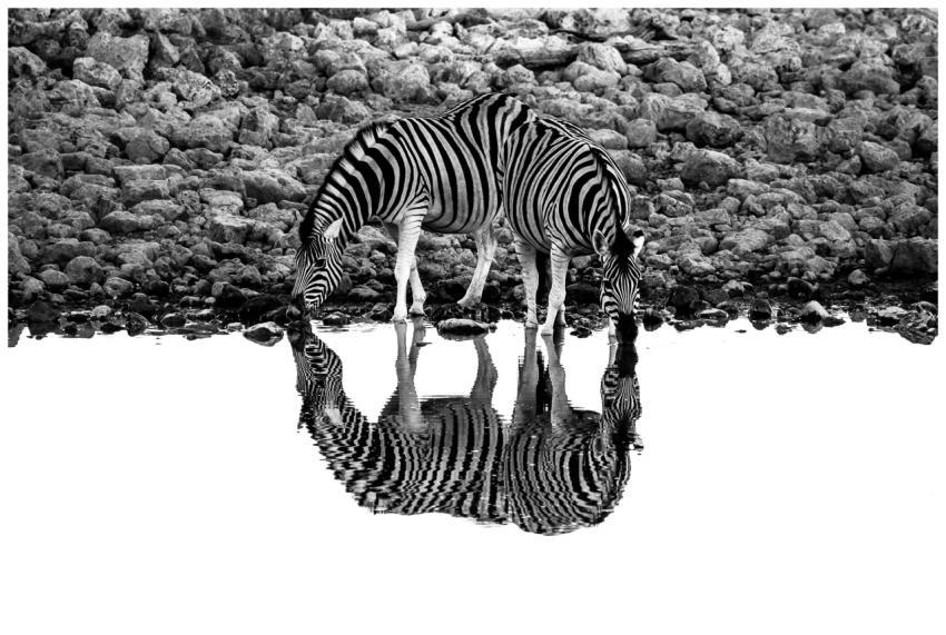 Two zebras drink from a pond, creating a striking