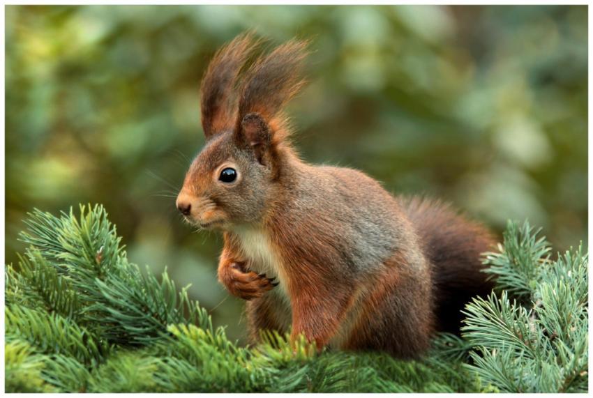 A detailed close-up of a red squirrel perched on a