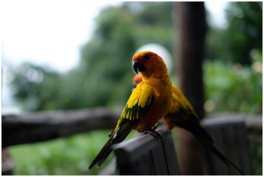 A colorful sun parrot perched on a bench in a lush
