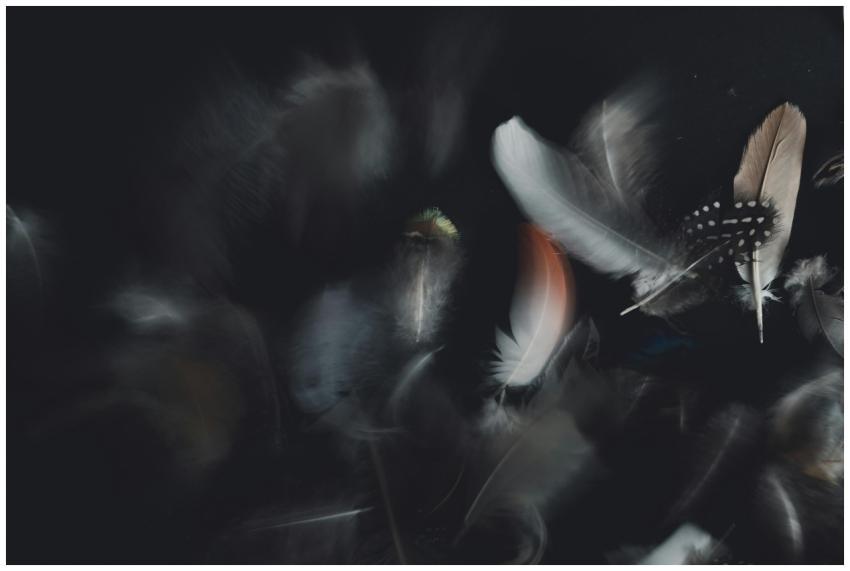 From above of different dyed feathers with rounded