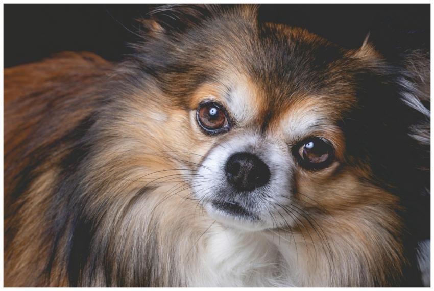 Adorable close-up of a Chihuahua dog showing its f