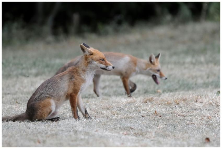 Captivating image of two red foxes in a natural fi