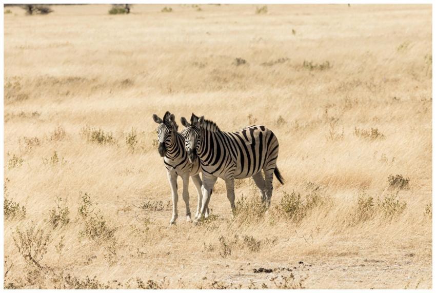 Two zebras standing in the expansive African savan