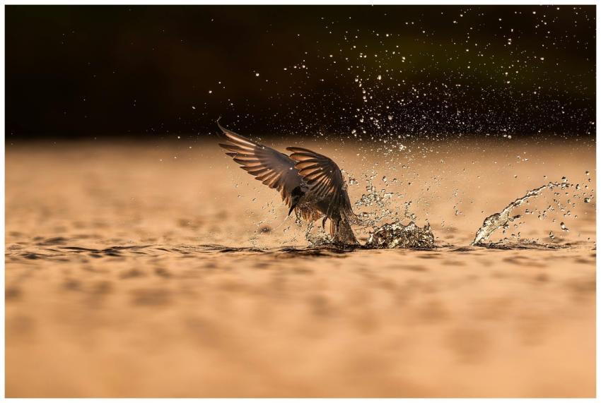 A stunning capture of a bird diving and splashing