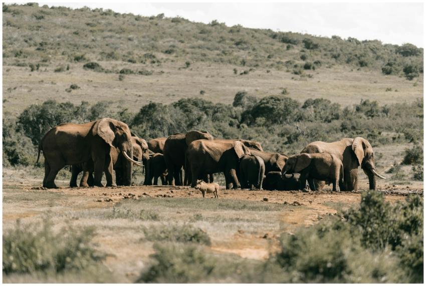 A herd of African elephants (Loxodonta africana) g