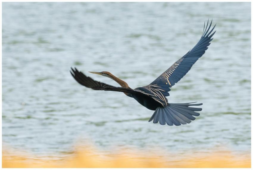 A graceful heron gliding above a calm lake in a st