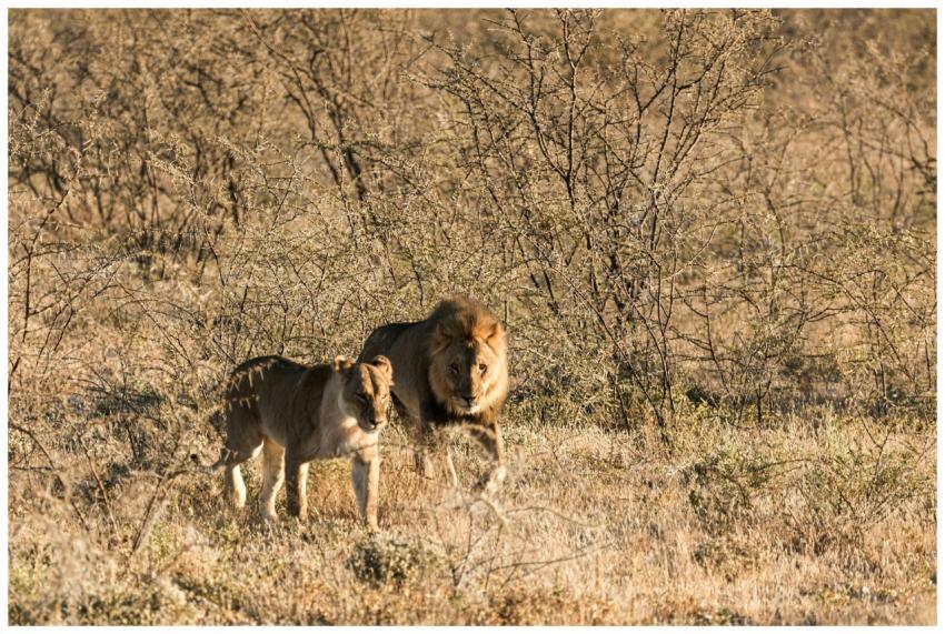 A majestic lion pair walking through a dry, grassy