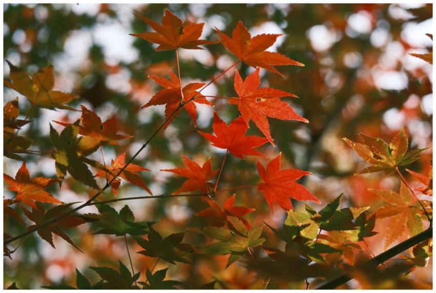 Close-up of colorful autumn maple leaves with sunl